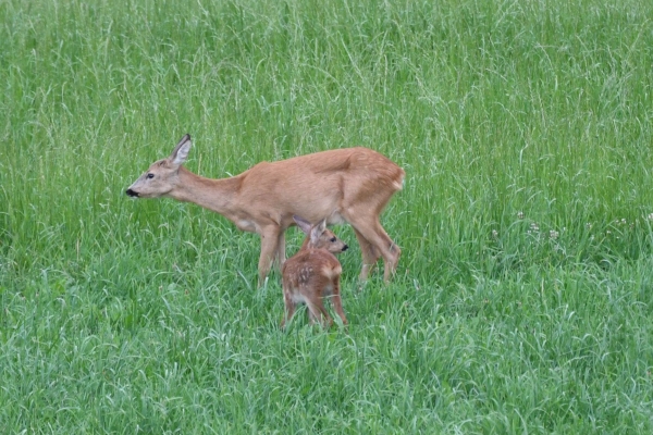 Eine Reise durch Natur, Geschichte und Brauchtum