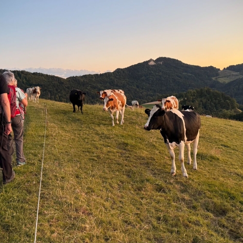 5_Die Rinder bestaunen die Wandernden