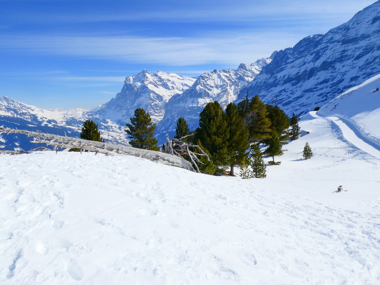 Les vieux troncs d’arbre, d’un blanc éclatant, dépassent de la neige. Photo: Rémy Kappeler